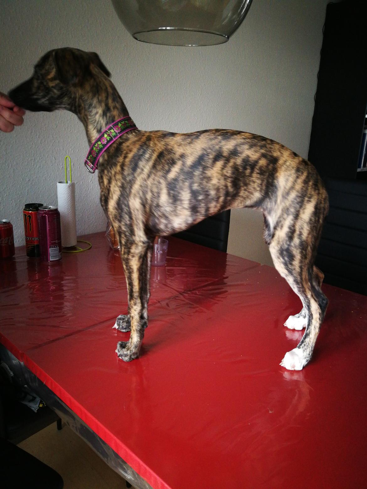 Whippet Galanta Whippets Colombine *Ciah* - 12 uger billede 3