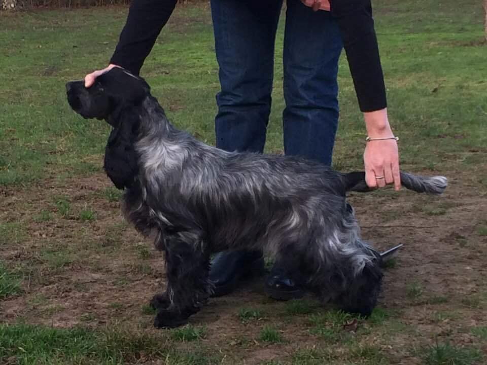 Cocker spaniel Ever - Ever 8 mdr billede 20