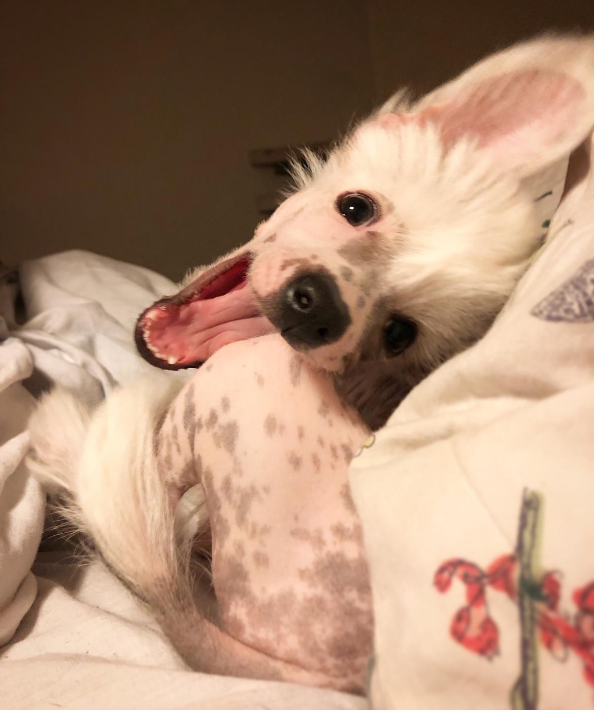 Chinese crested hårløs Malthe billede 27