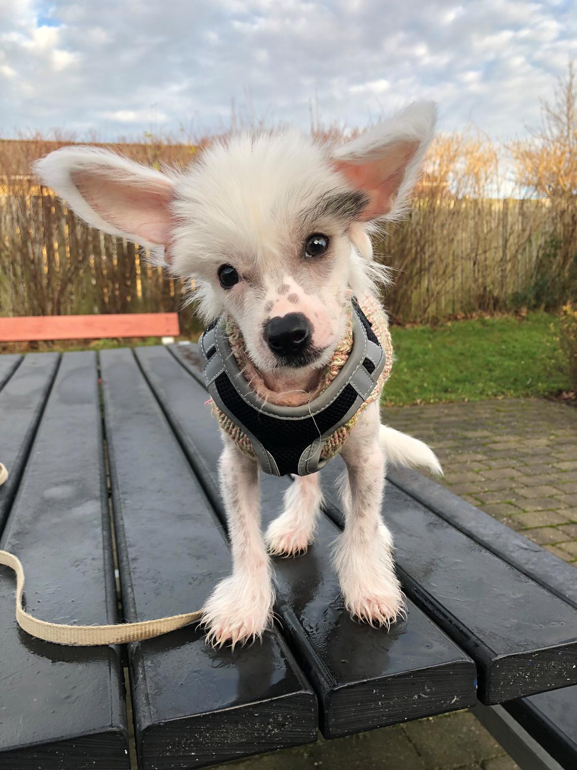Chinese crested hårløs Malthe billede 32