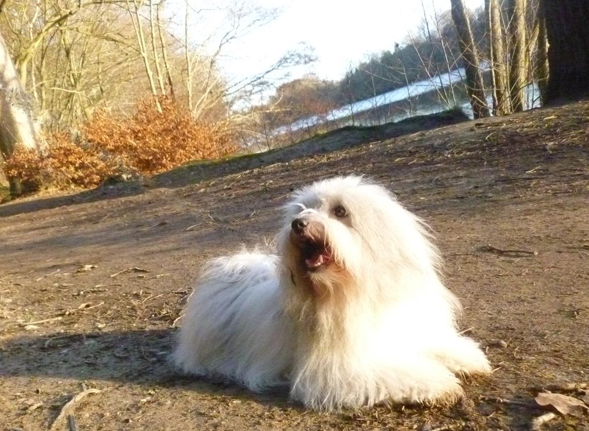 Coton de tulear King billede 3