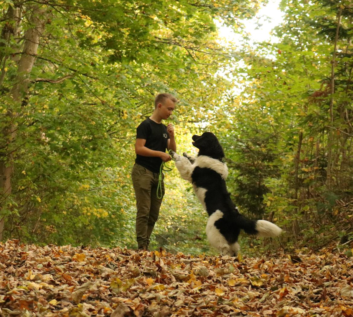 Newfoundlænder Fluffy Avanch Olga billede 2