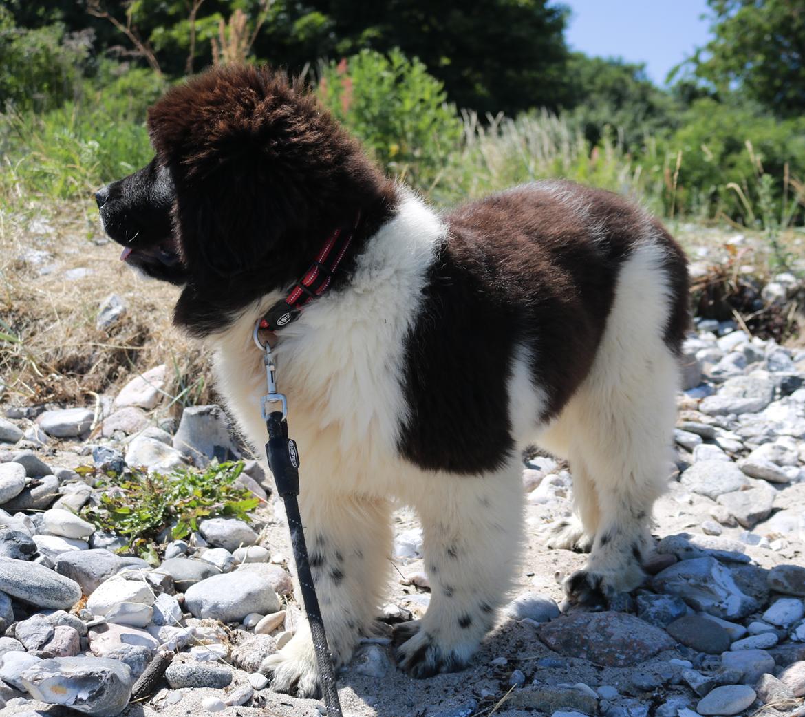 Newfoundlænder Fluffy Avanch Olga billede 5