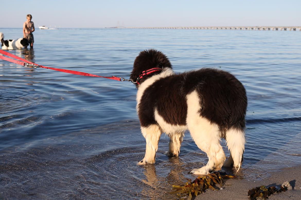 Newfoundlænder Fluffy Avanch Olga billede 6
