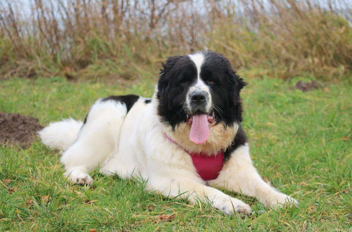 Newfoundlænder Fluffy Avalanch Kaya billede 2