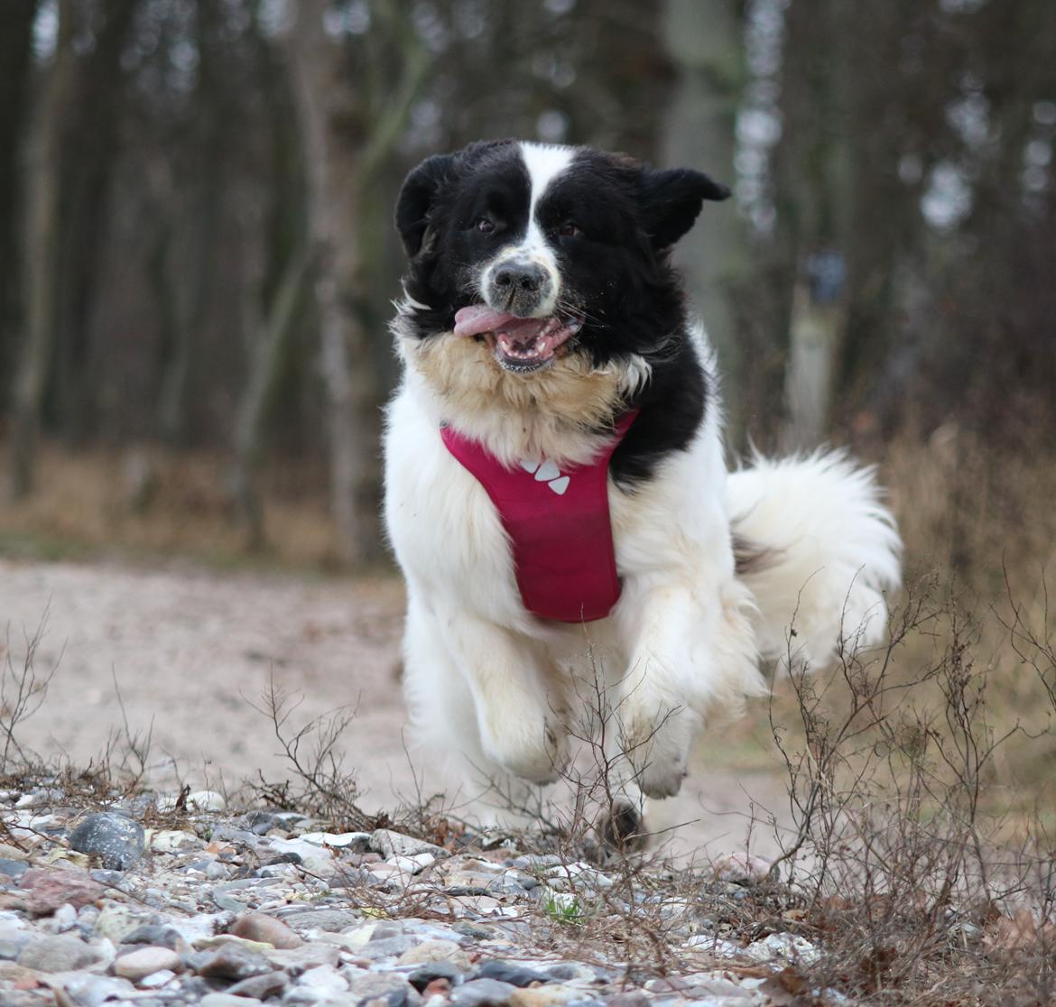 Newfoundlænder Fluffy Avalanch Kaya billede 3