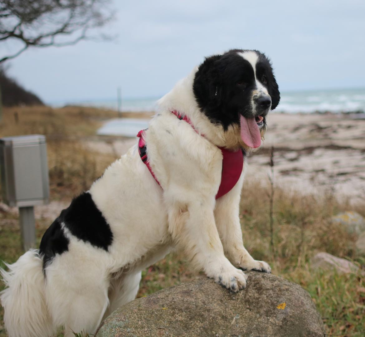 Newfoundlænder Fluffy Avalanch Kaya billede 4