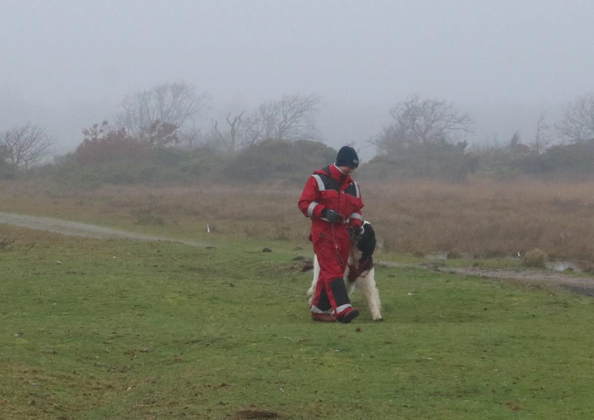 Newfoundlænder Fluffy Avalanch Kaya billede 5