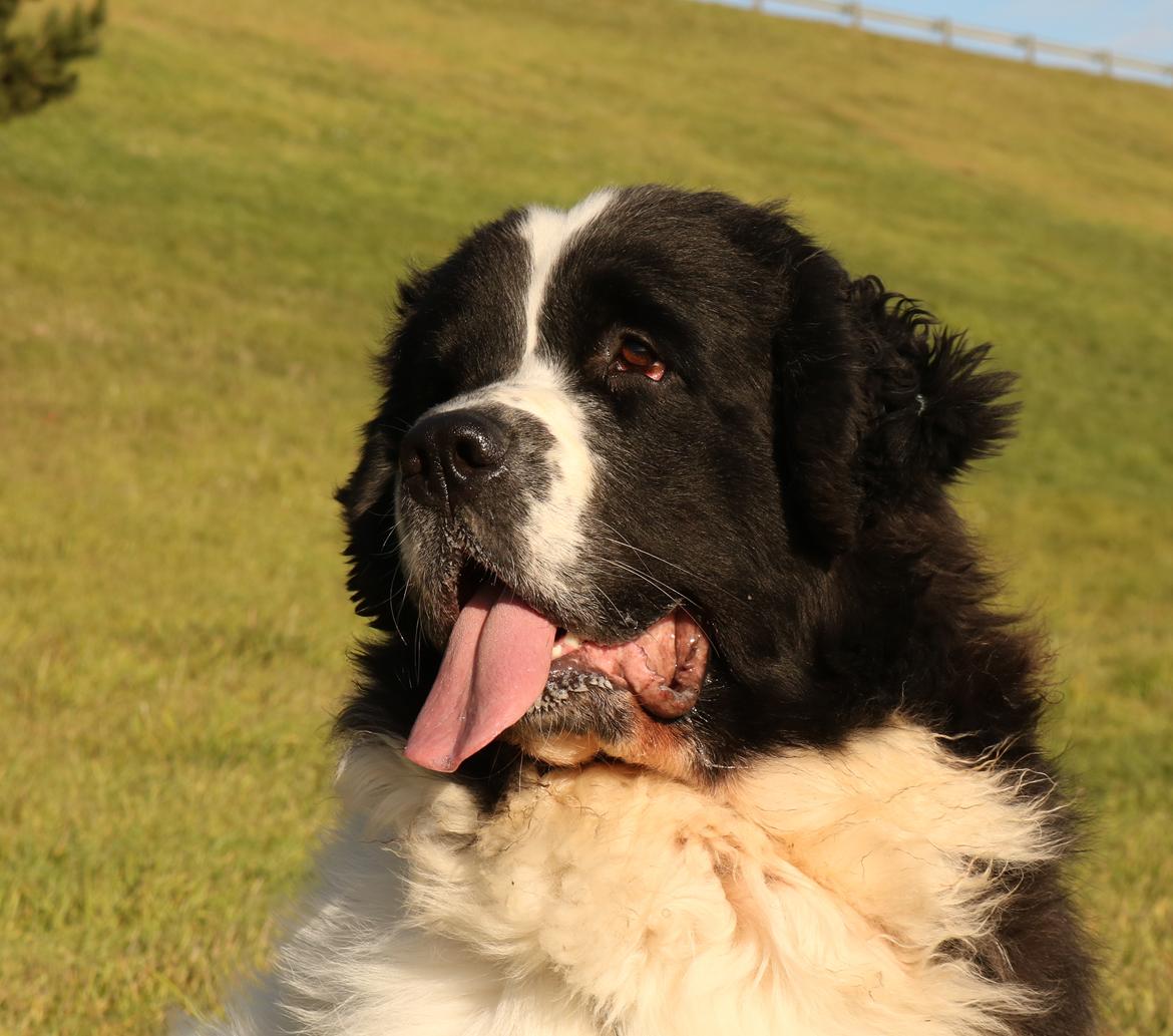 Newfoundlænder Fluffy Avalanch Kaya billede 1