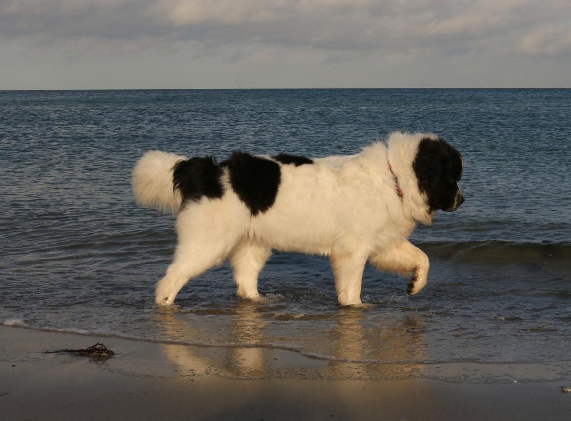 Newfoundlænder Fluffy Avalanch Kaya billede 6