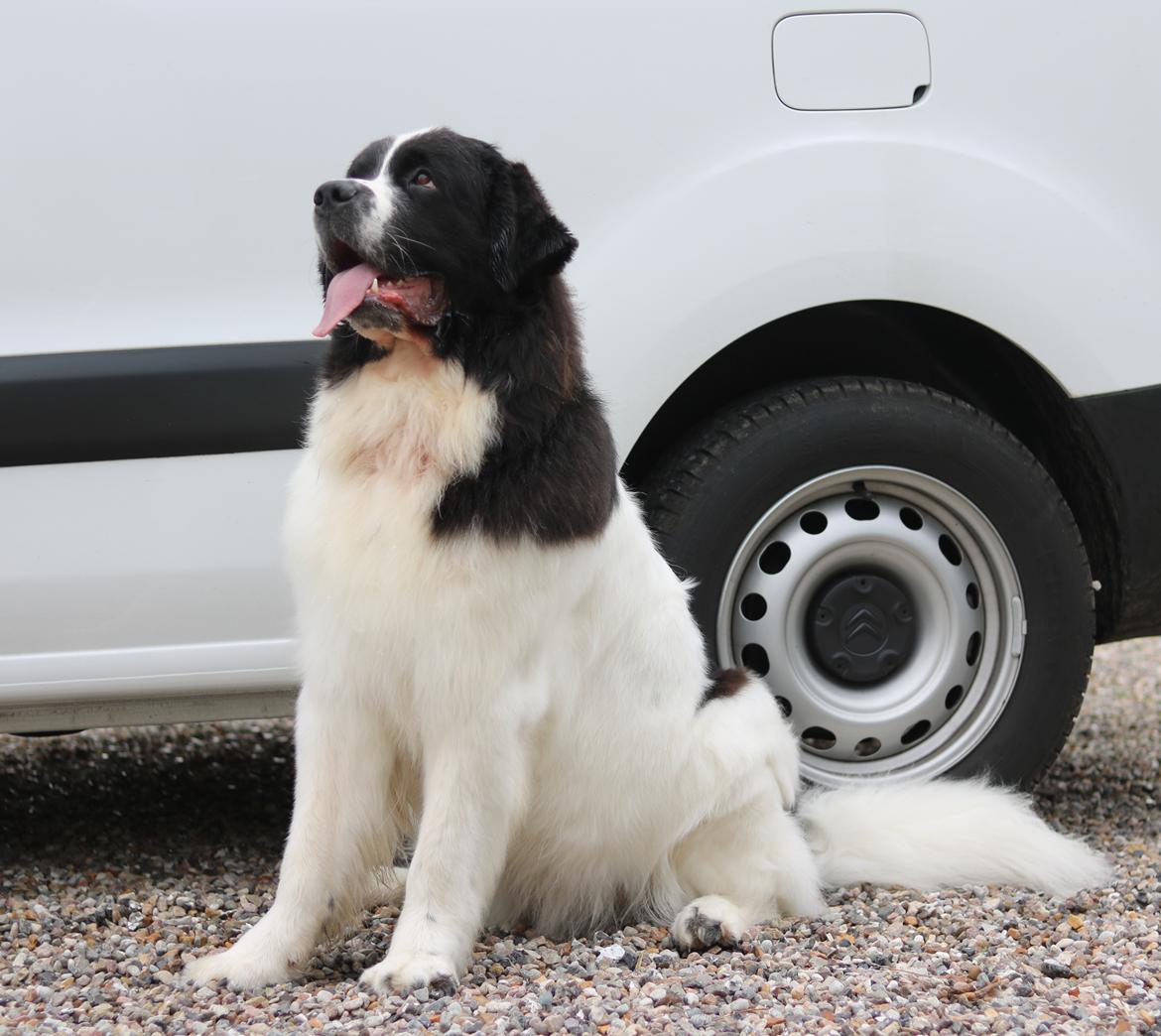 Newfoundlænder Fluffy Avalanch Kaya billede 7