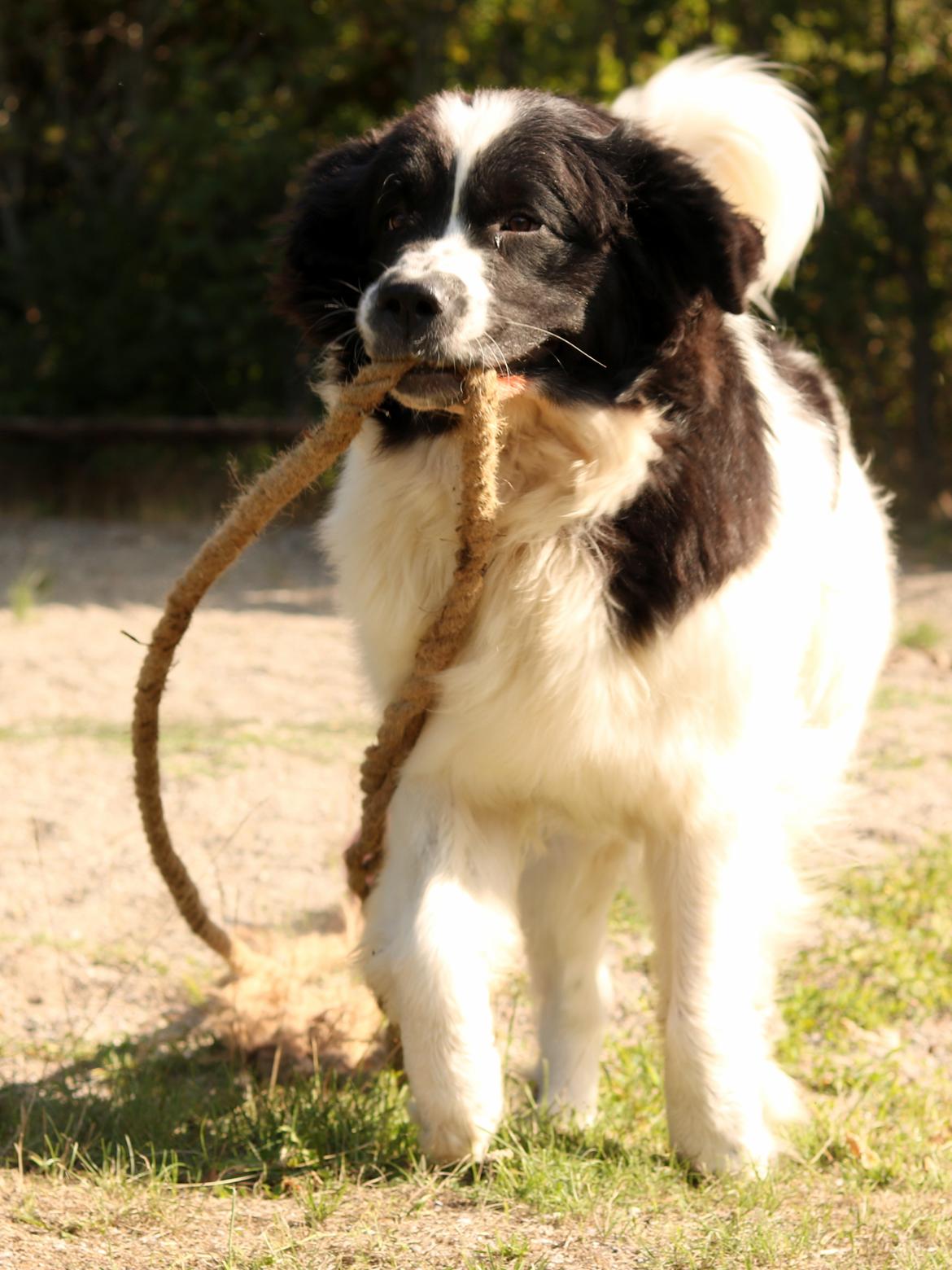 Newfoundlænder Fluffy Avalanch Kaya billede 8