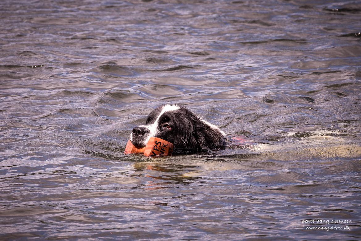 Newfoundlænder Fluffy Avalanch Kaya billede 9