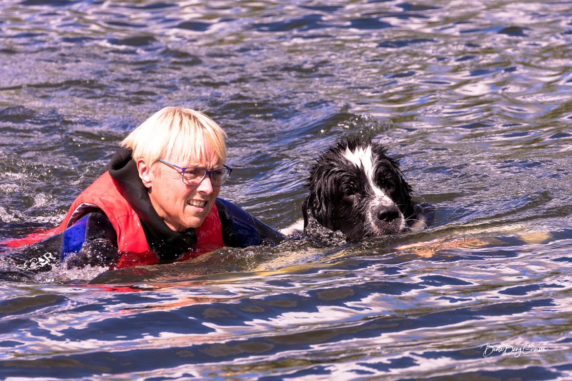 Newfoundlænder Fluffy Avalanch Kaya billede 10
