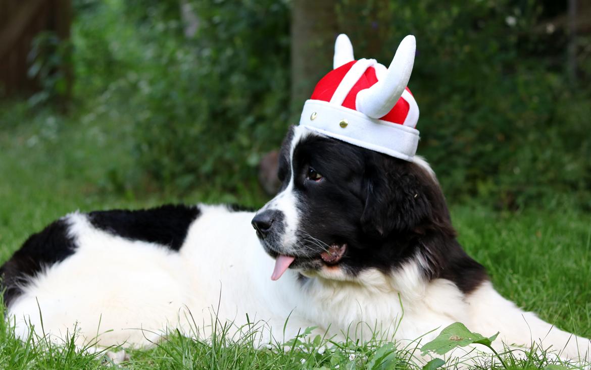 Newfoundlænder Fluffy Avalanch Kaya billede 11