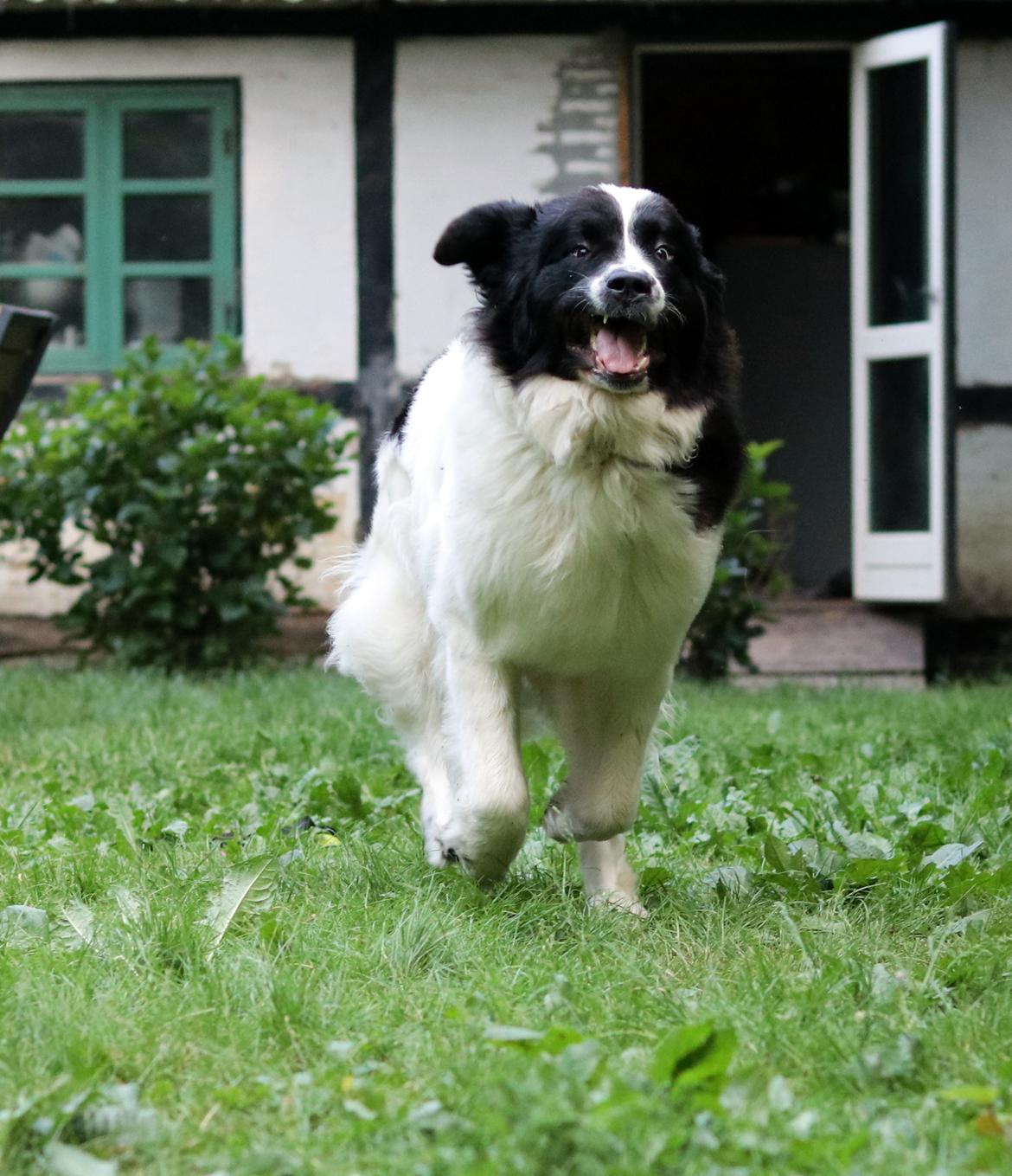 Newfoundlænder Fluffy Avalanch Kaya billede 12