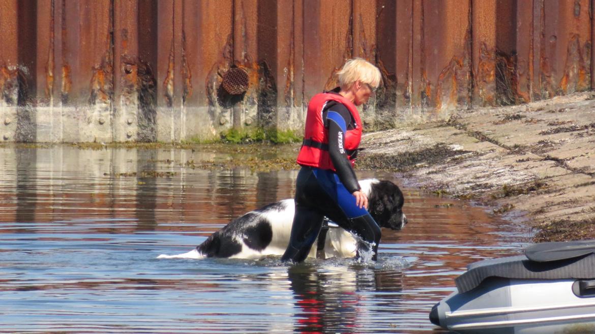 Newfoundlænder Fluffy Avalanch Kaya billede 13