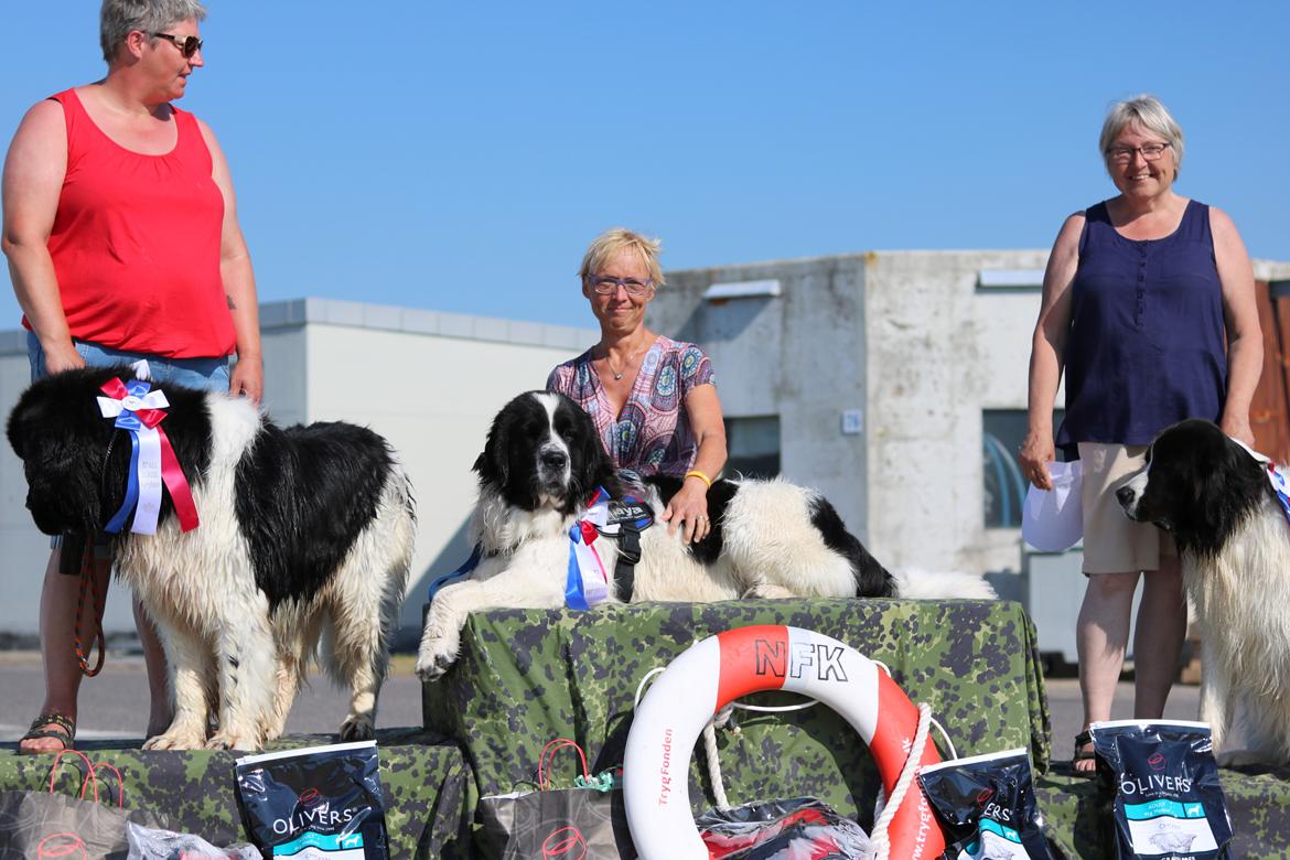 Newfoundlænder Fluffy Avalanch Kaya billede 14