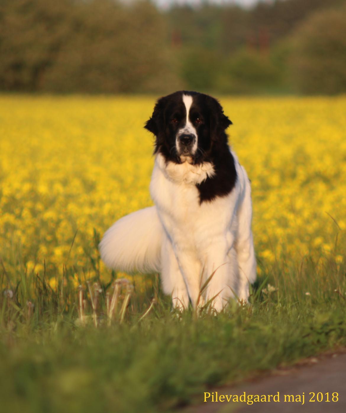 Newfoundlænder Fluffy Avalanch Kaya billede 15