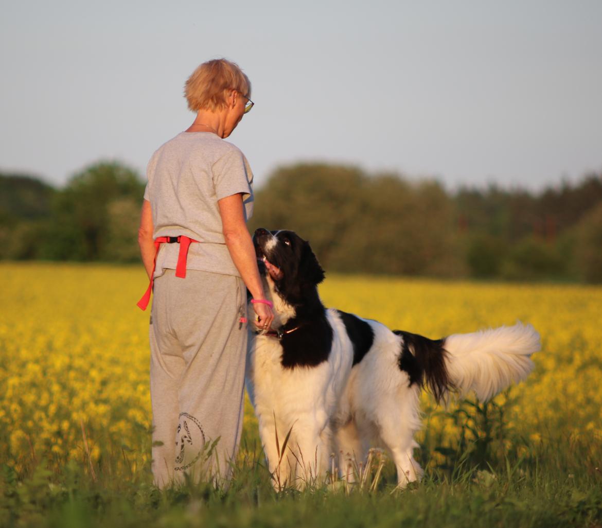 Newfoundlænder Fluffy Avalanch Kaya billede 17