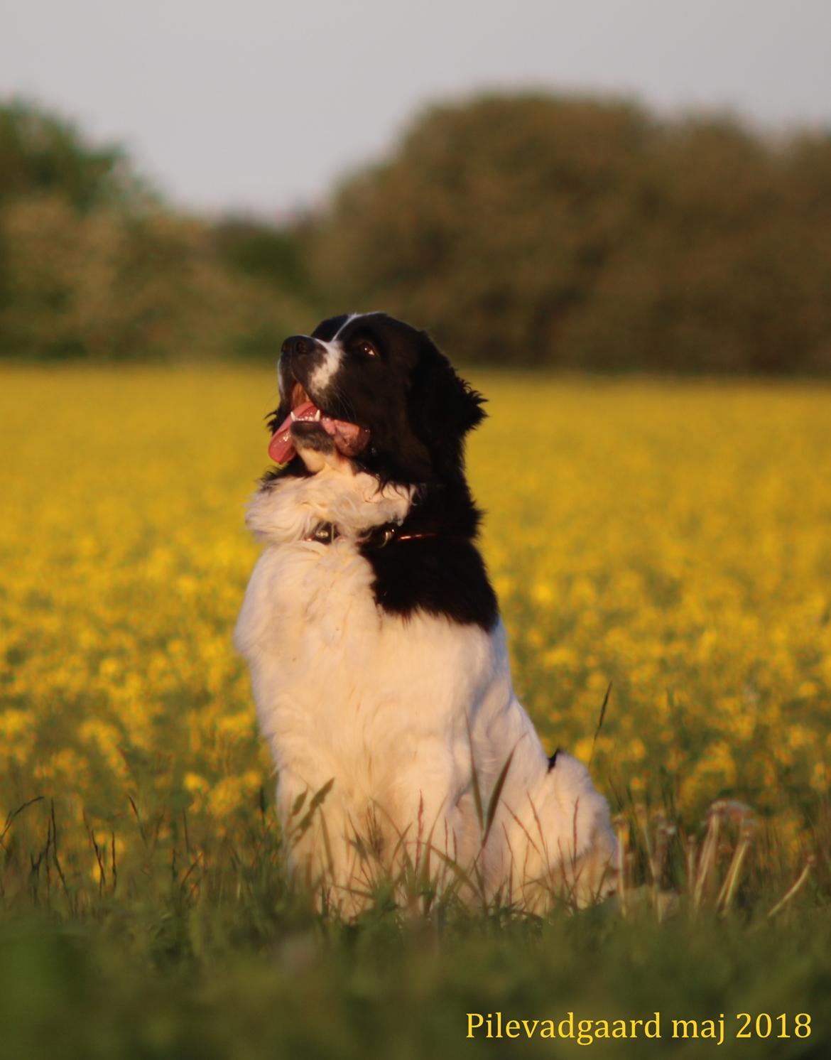 Newfoundlænder Fluffy Avalanch Kaya billede 18