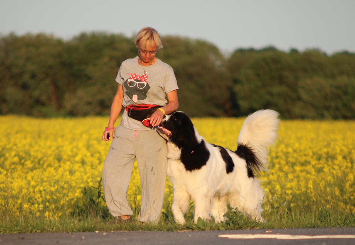 Newfoundlænder Fluffy Avalanch Kaya billede 16