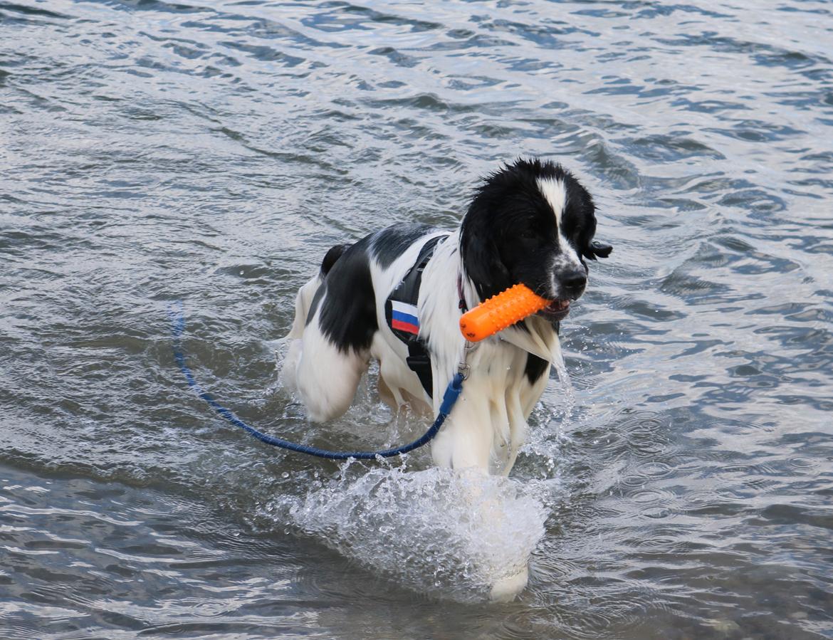 Newfoundlænder Fluffy Avalanch Kaya billede 19