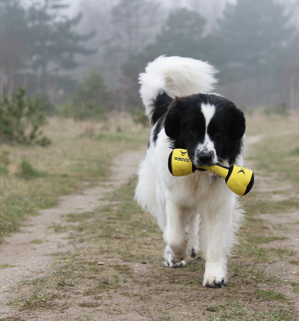 Newfoundlænder Fluffy Avalanch Kaya billede 20