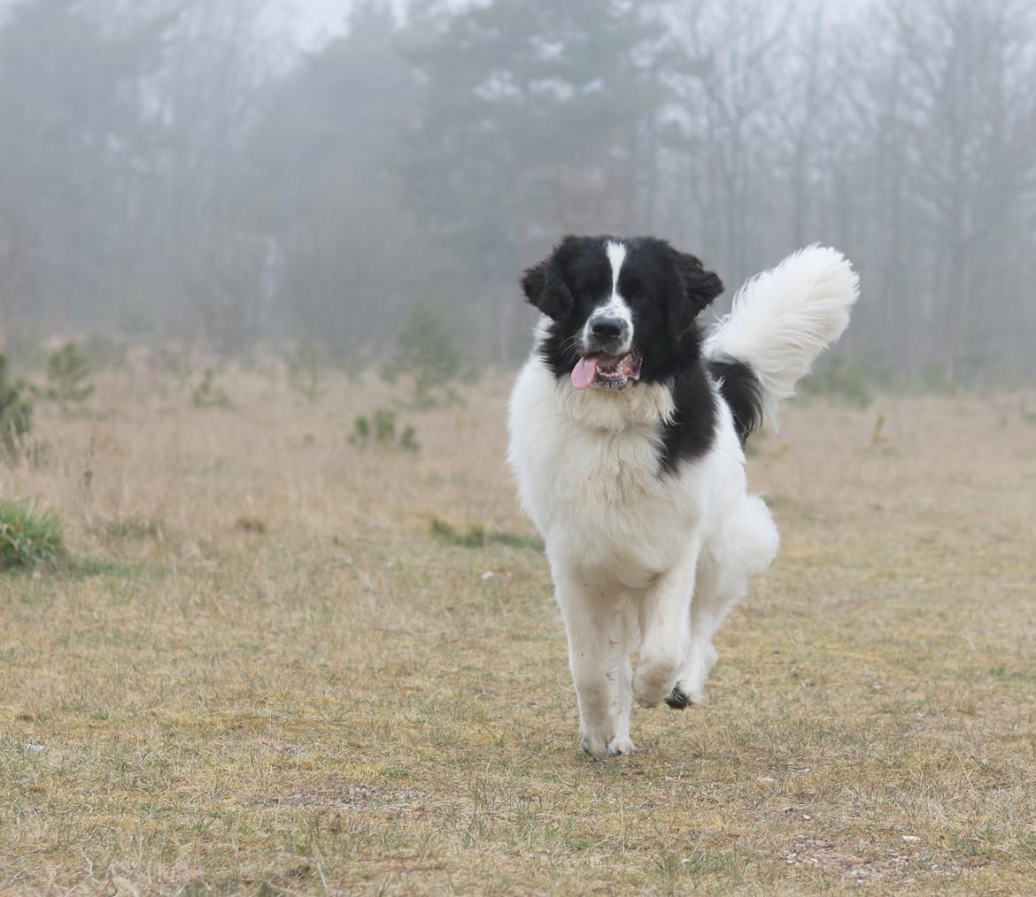 Newfoundlænder Fluffy Avalanch Kaya billede 22