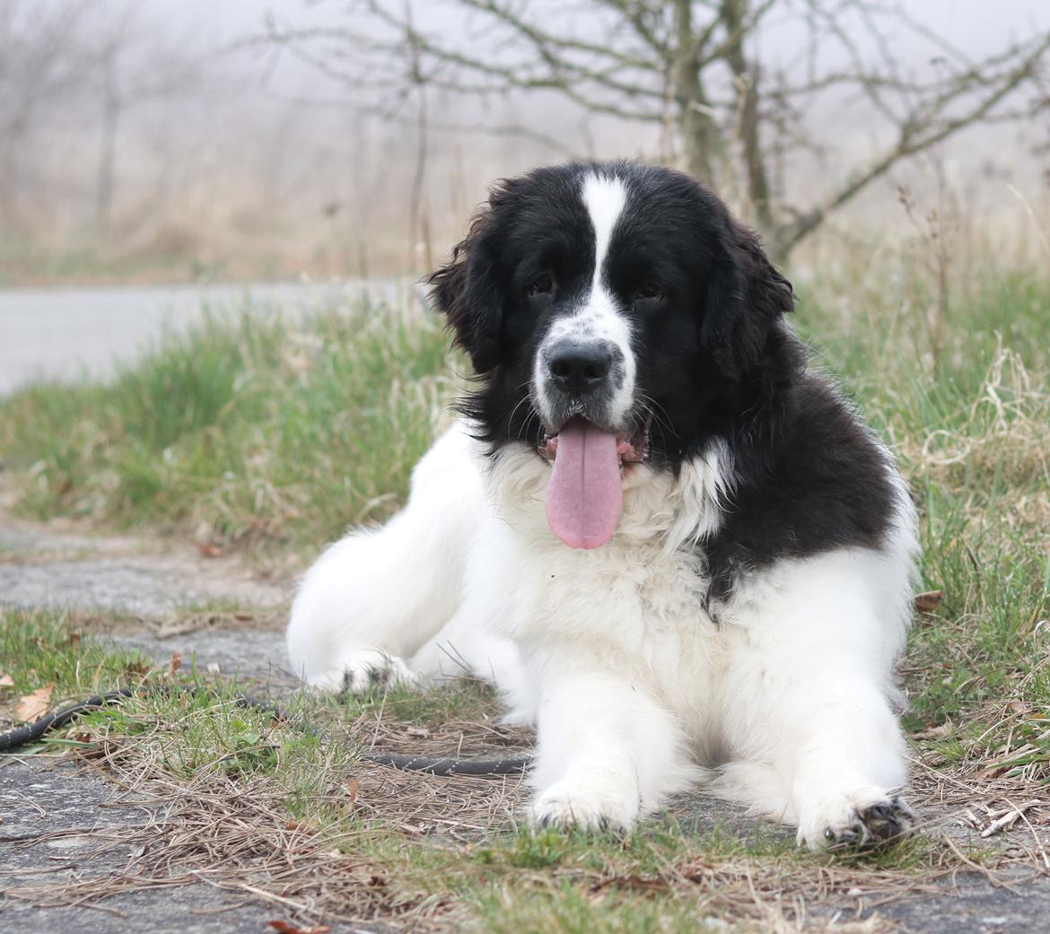 Newfoundlænder Fluffy Avalanch Kaya billede 23