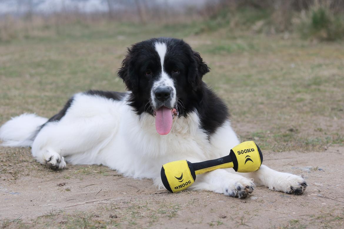 Newfoundlænder Fluffy Avalanch Kaya billede 21