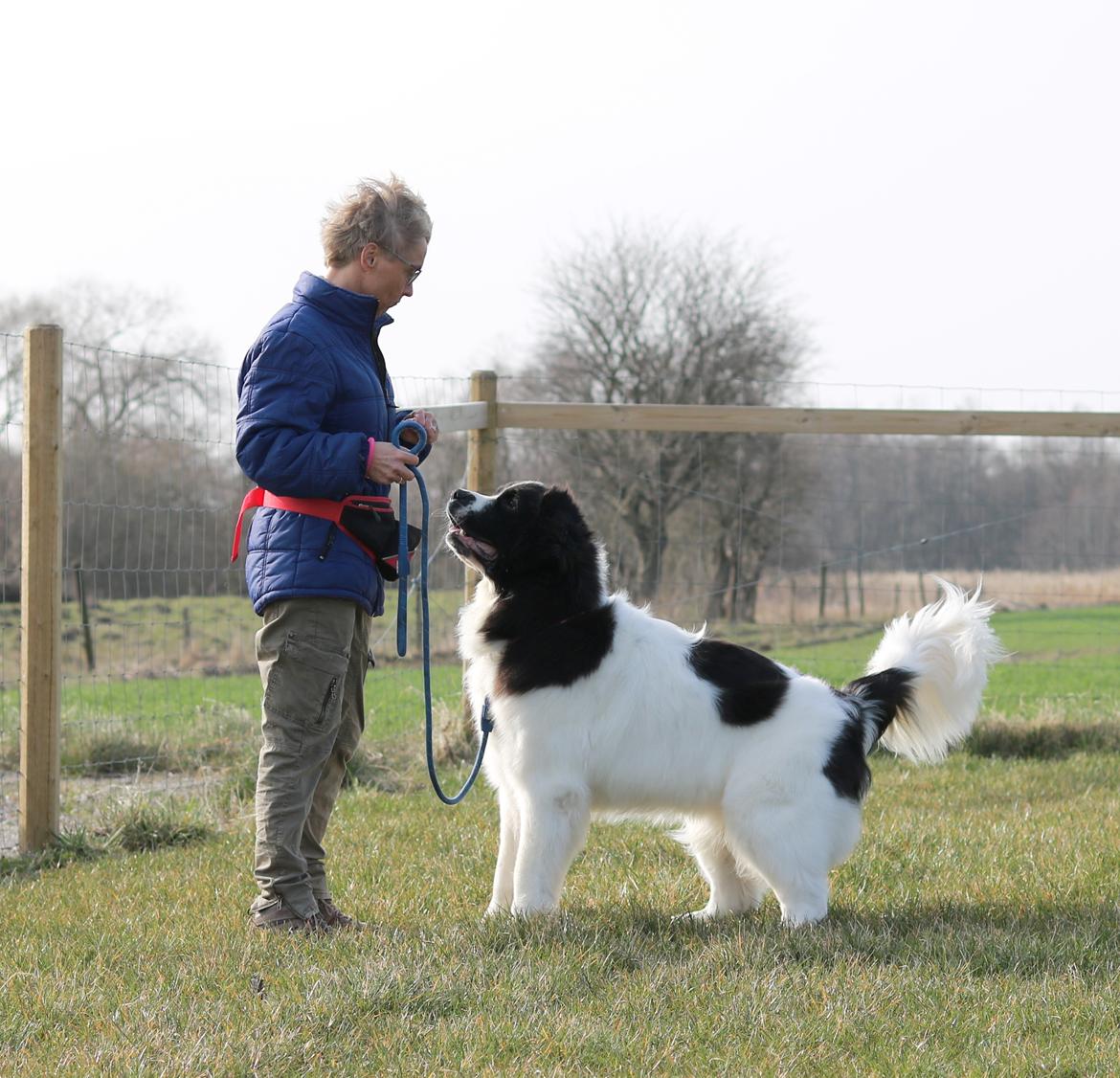 Newfoundlænder Fluffy Avalanch Kaya billede 25