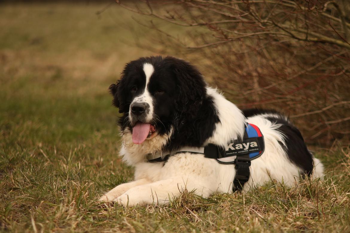 Newfoundlænder Fluffy Avalanch Kaya billede 26