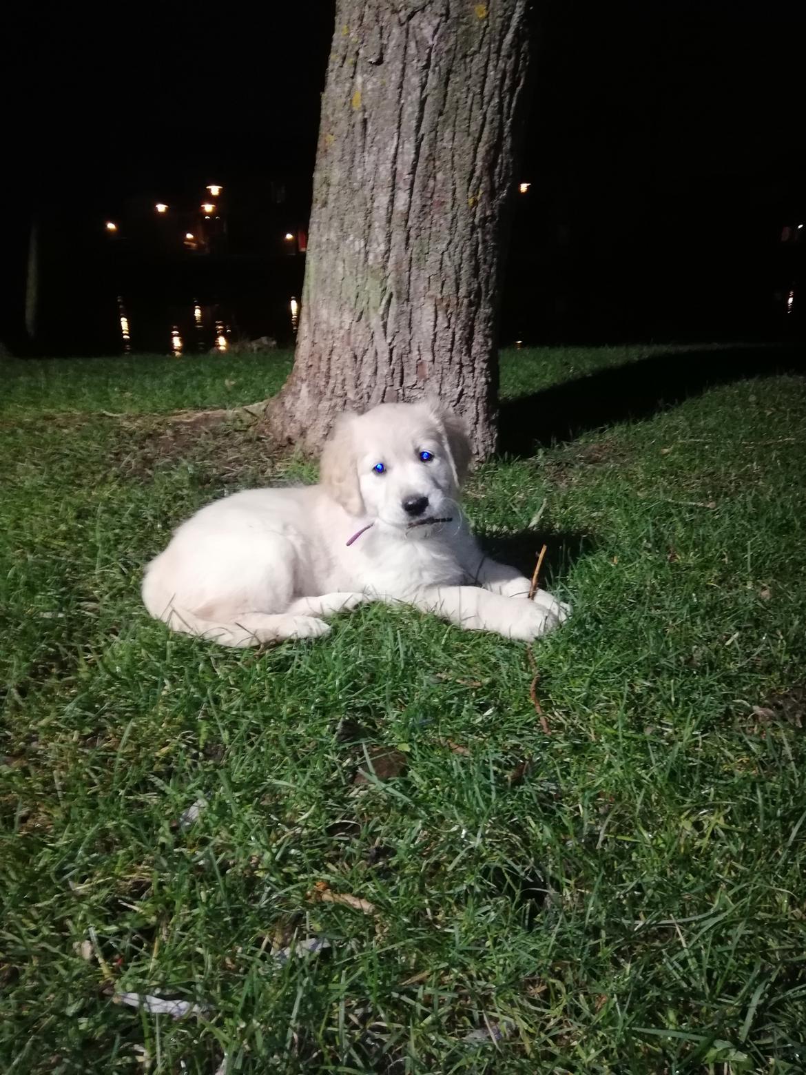 Golden retriever stormy aka Chloé  billede 4
