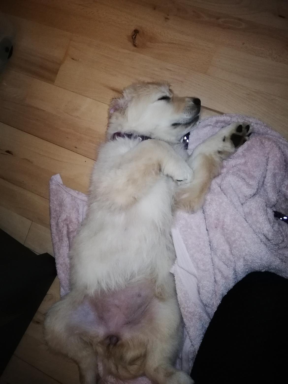 Golden retriever stormy aka Chloé  billede 5