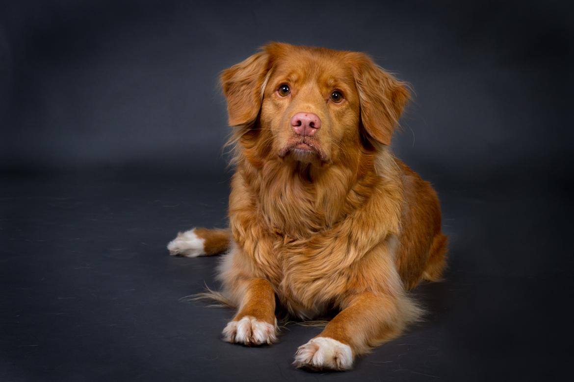 Nova scotia duck tolling retriever Mika "Himmelhund"  billede 3