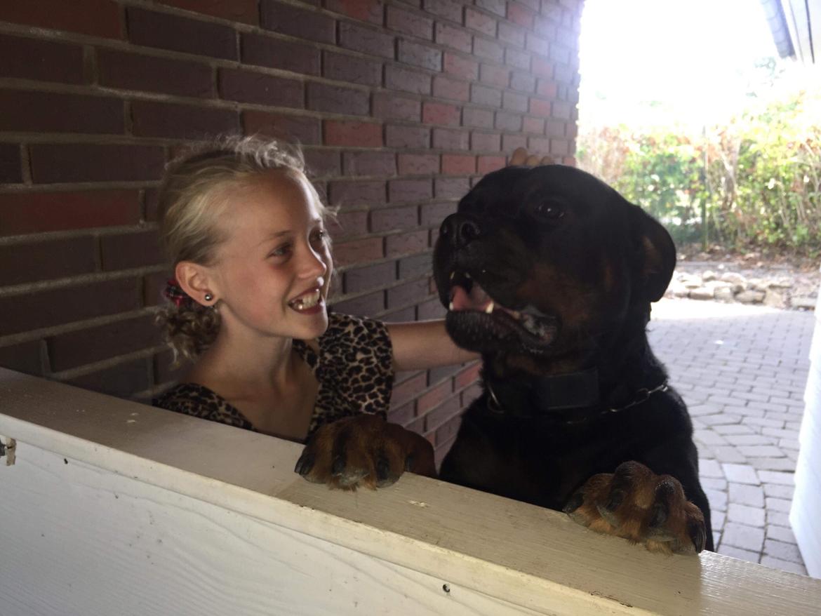 Rottweiler Jason billede 23