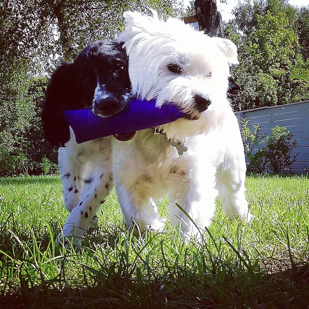 Blanding af racer Buffy billede 2