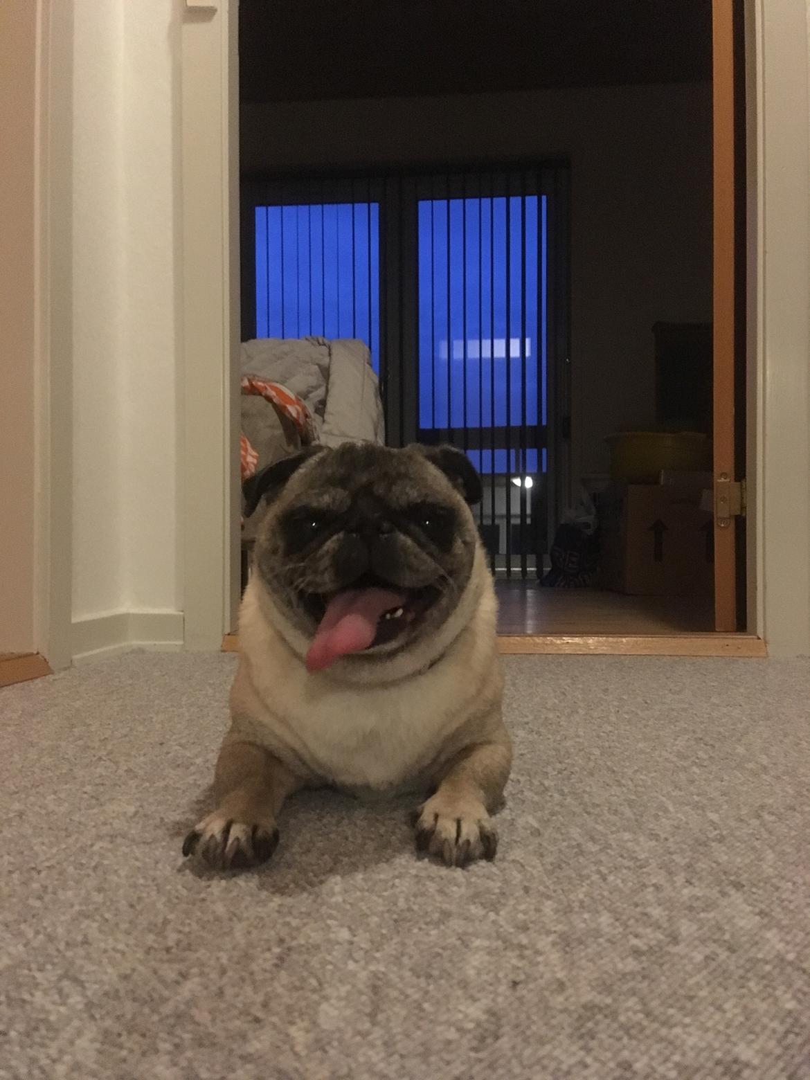 Mops Bette Bitten billede 4