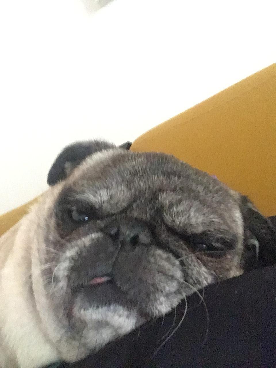 Mops Bette Bitten billede 7