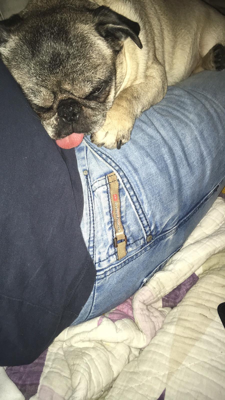 Mops Bette Bitten billede 2