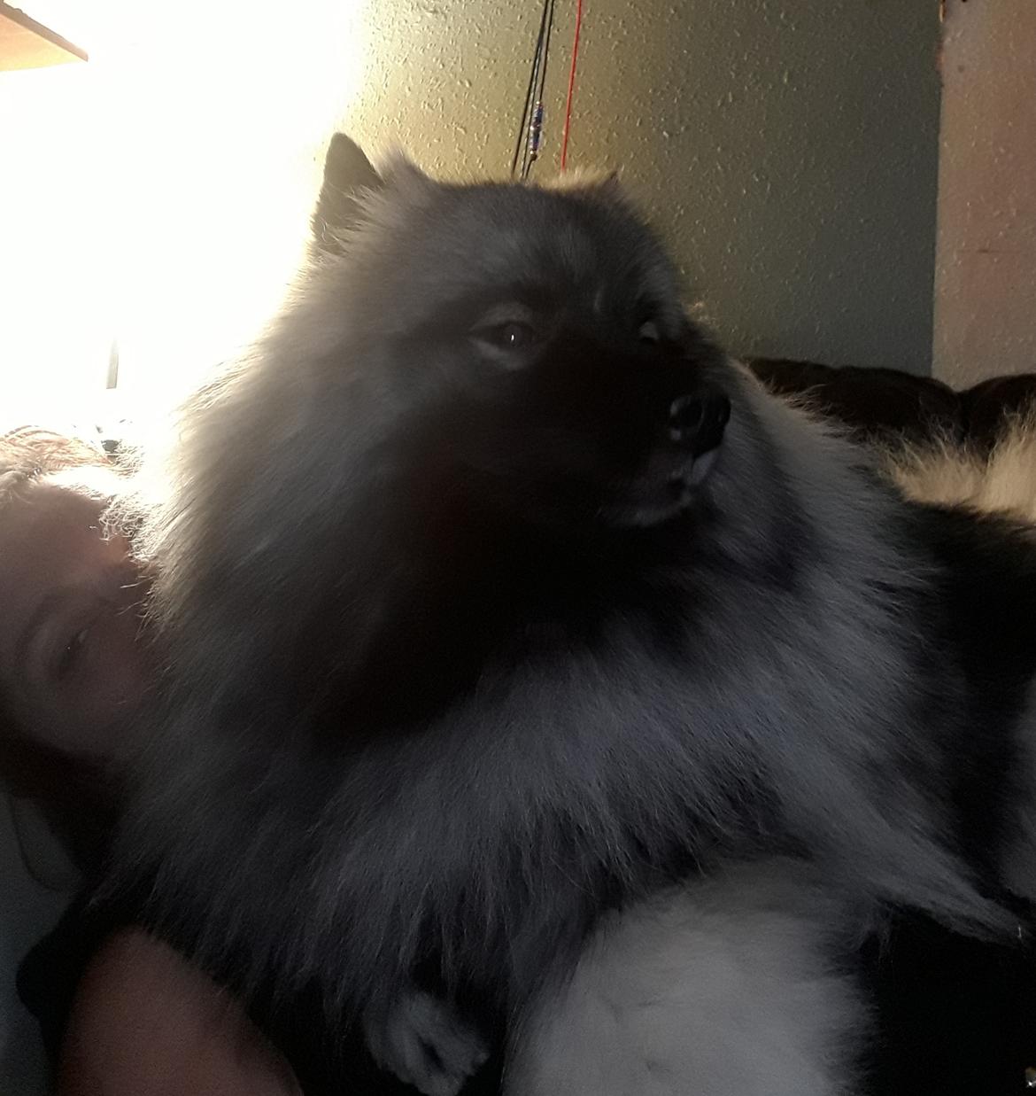 Keeshond Asdis - House of Keesgaard A Silver Past  billede 26