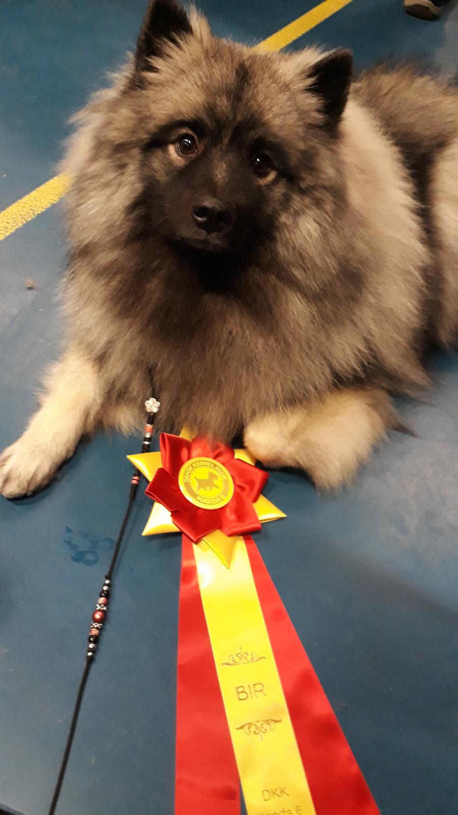 Keeshond Asdis - House of Keesgaard A Silver Past  billede 1