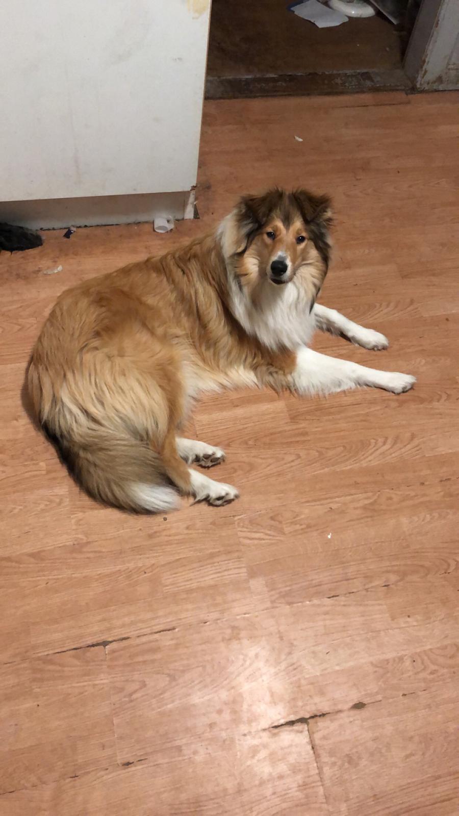 Collie langhåret Jane billede 5