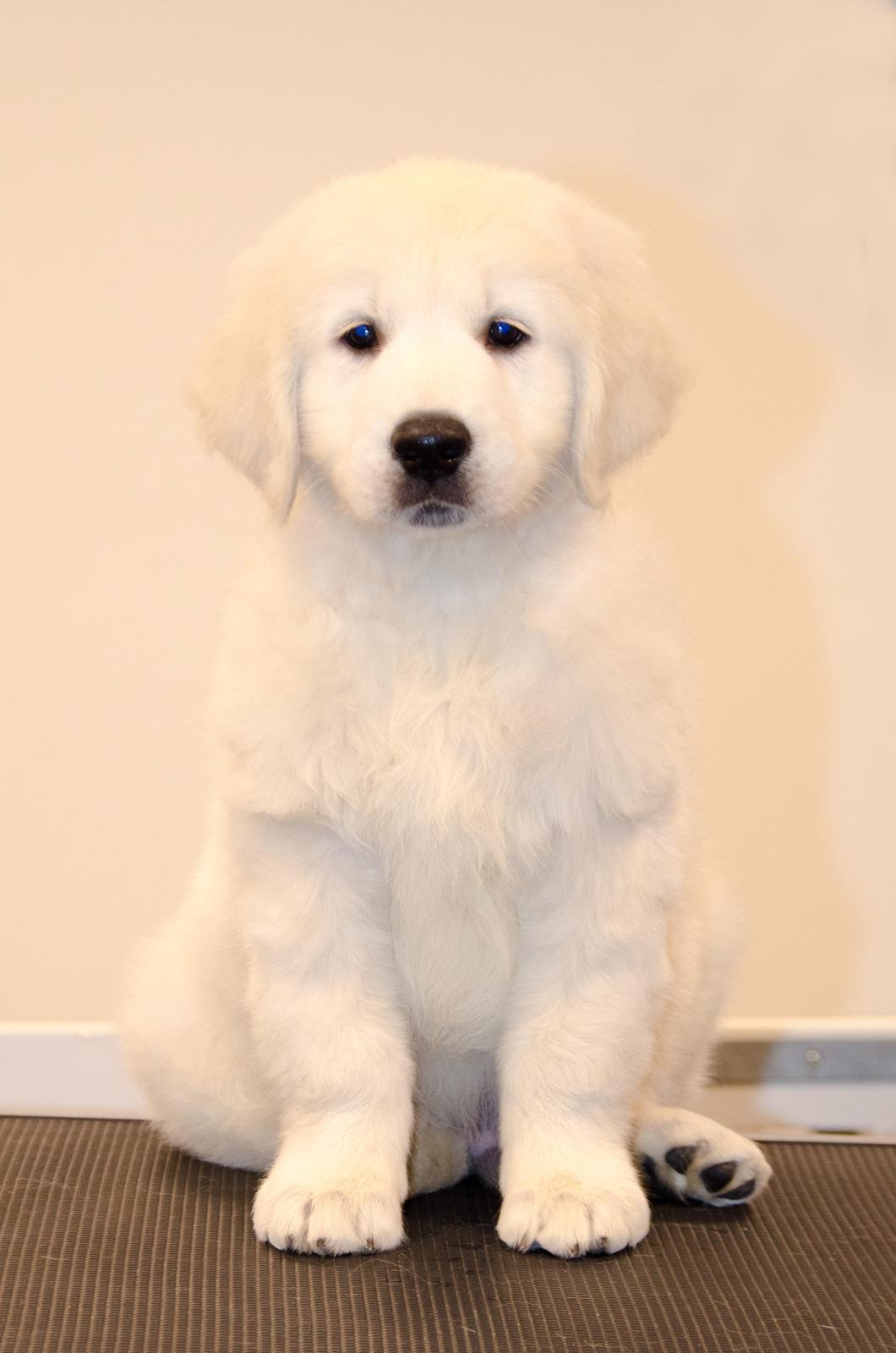 Golden retriever DKCH(U) DKJUCH Manhattan V.D. Corner Brook - Manhattan v.d. Corner Brook - 8 uger gammel billede 49