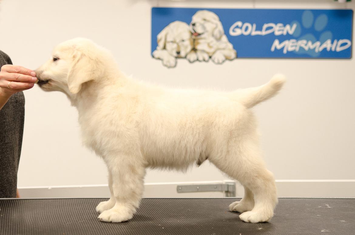 Golden retriever DKCH(U) DKJUCH Manhattan V.D. Corner Brook - Manhattan v.d. Corner Brook - 8 uger gammel billede 48