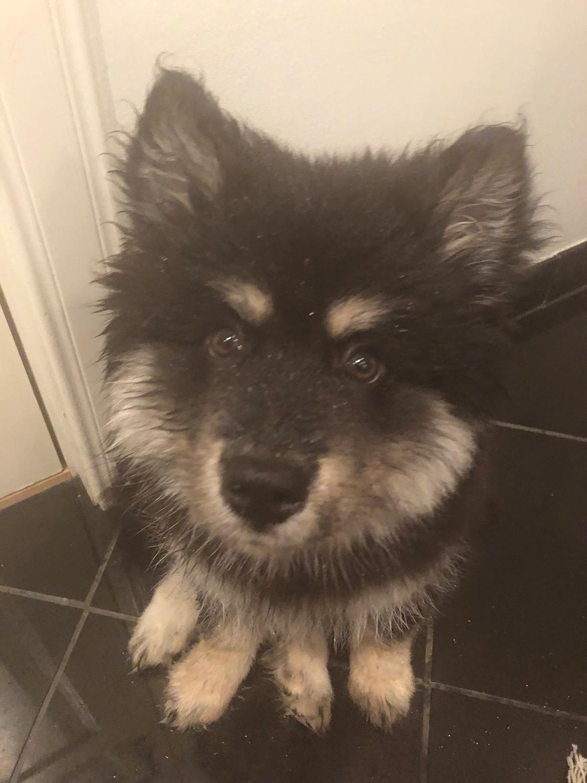 Finsk lapphund Lapinkaunis Groot *Floy* billede 39