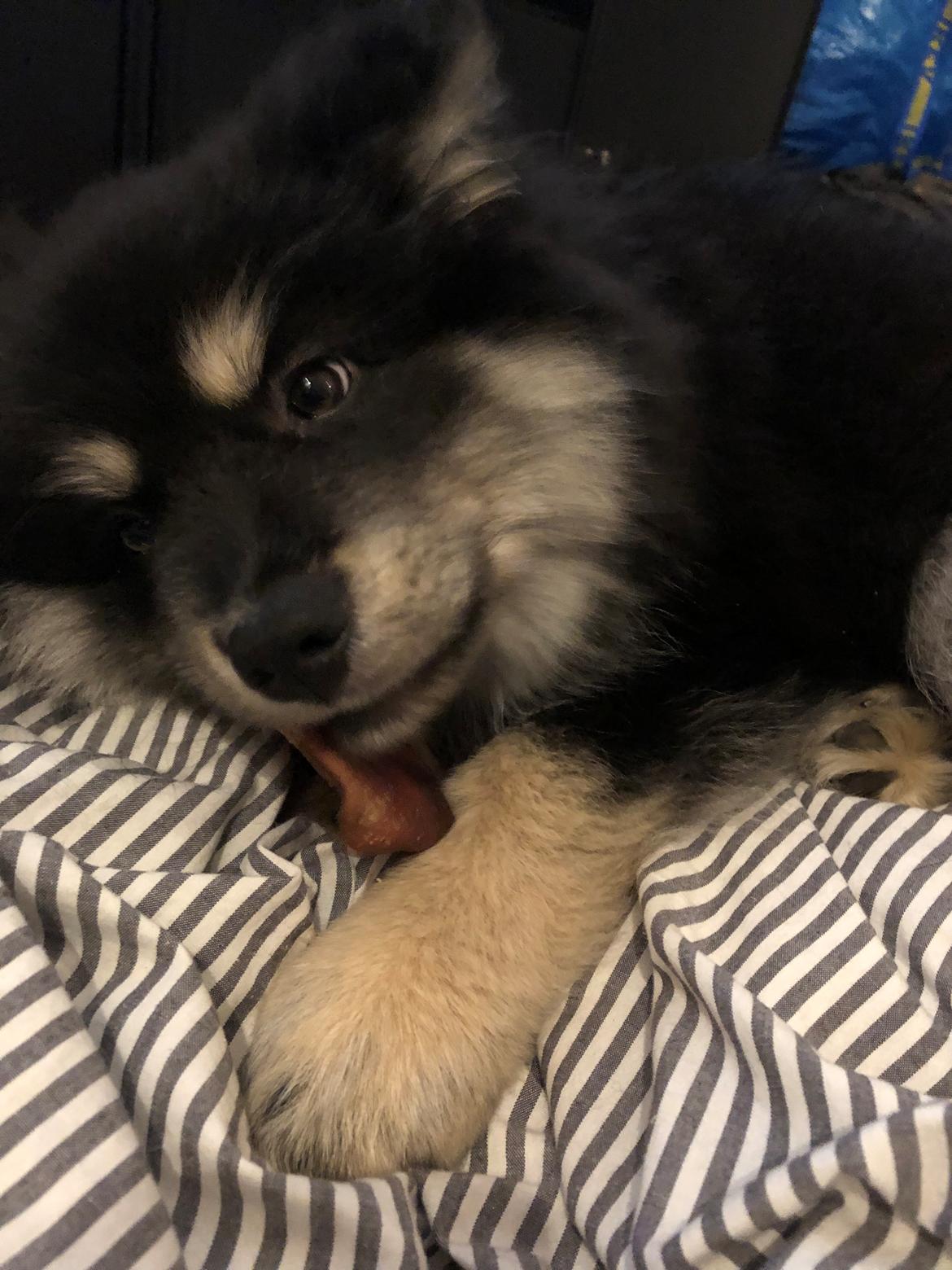 Finsk lapphund Lapinkaunis Groot *Floy* billede 40