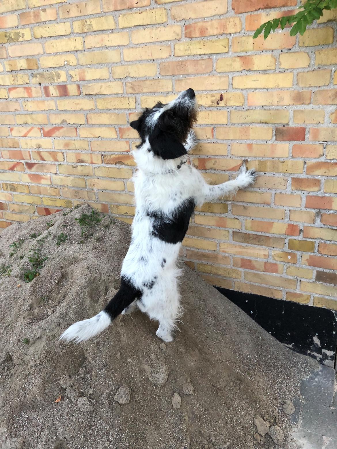 Blanding af racer Maddie billede 36