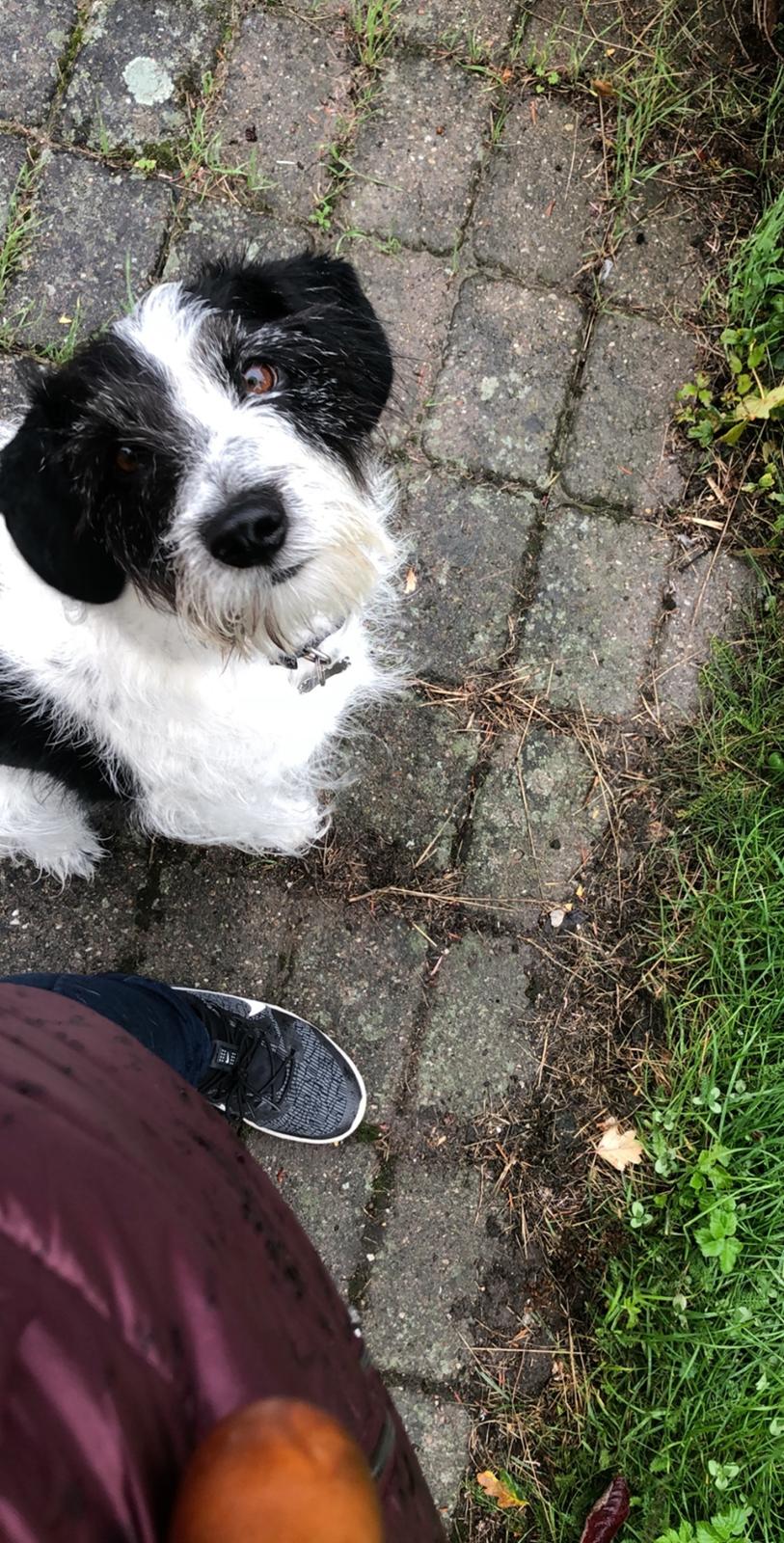 Blanding af racer Maddie billede 1